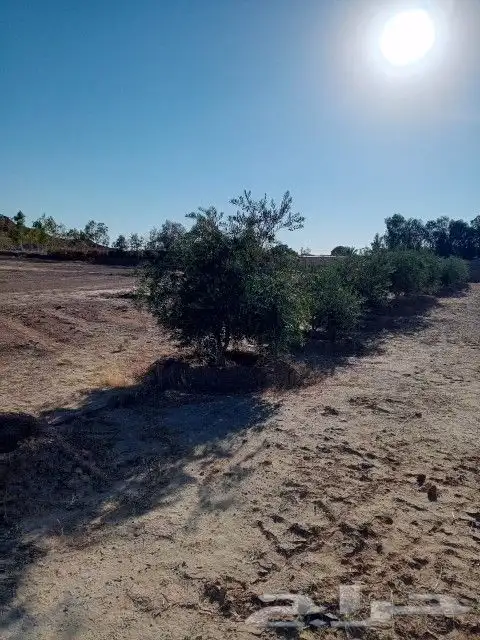 يوجد لدينا أنواع الشجرة والزيتون المعمر والمقصوصه 8