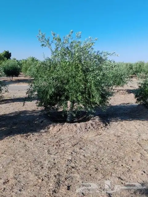 يوجد لدينا أنواع الشجرة والزيتون المعمر والمقصوصه 4