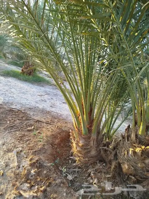 عروض لتوريد النخيل 2