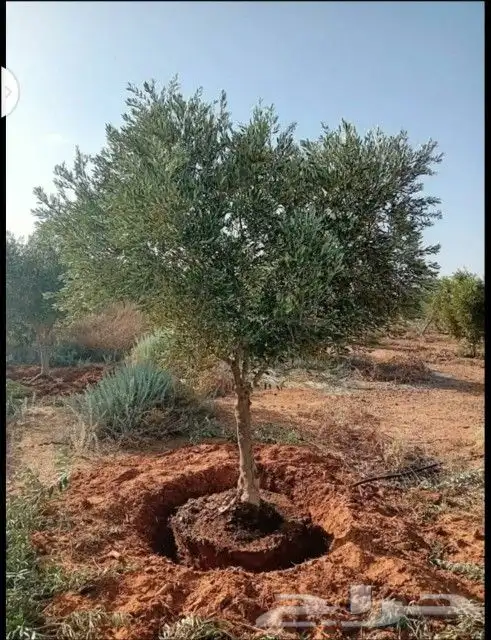 يوجد لدينا أنواع الشجرة والزيتون المعمر والمقصوصه 1