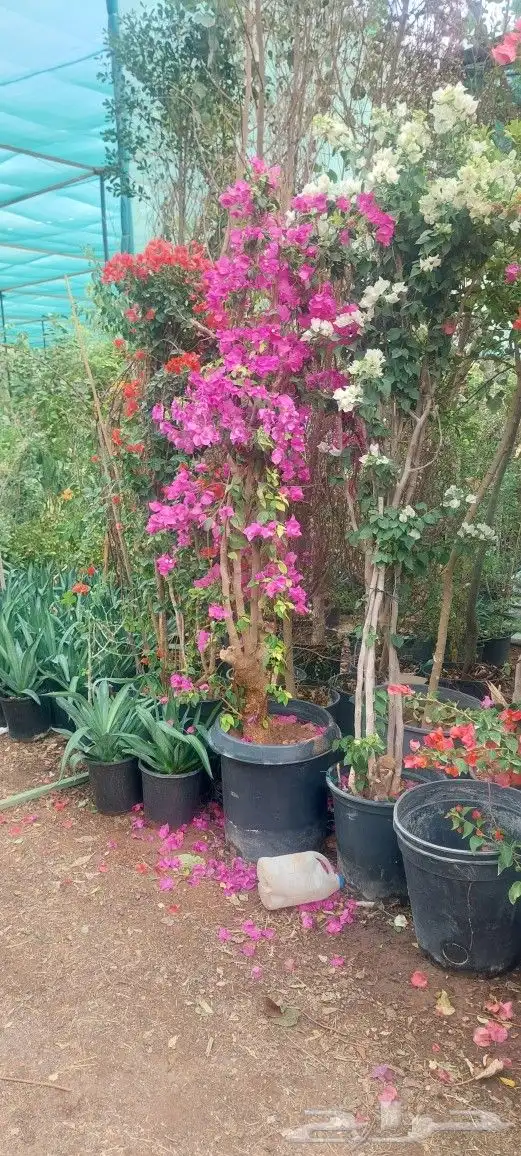 جهنميه ياسمين زهور جميع لشجار متوفر 1