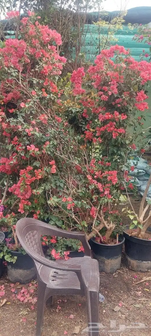 جهنميه ياسمين زهور جميع لشجار متوفر 10