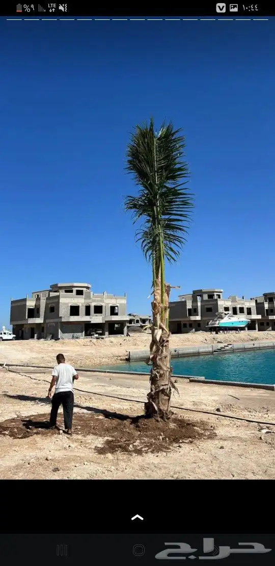 نخل واشنطن 1