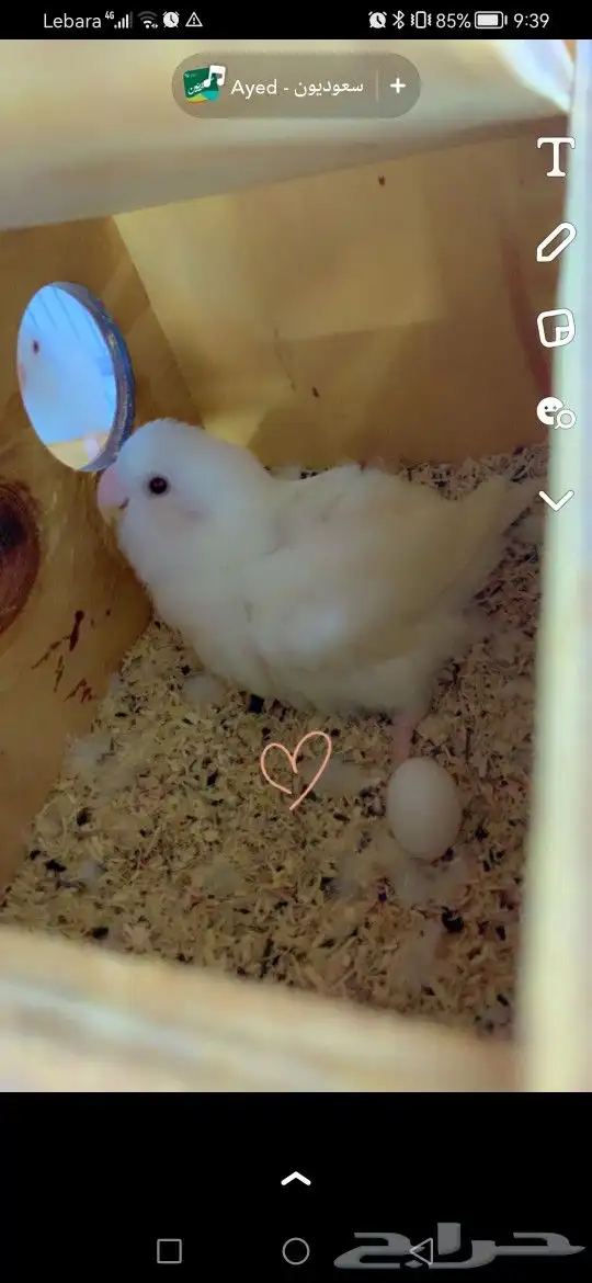 البينو زوج للبيع 2