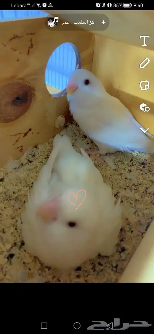 البينو زوج للبيع 0