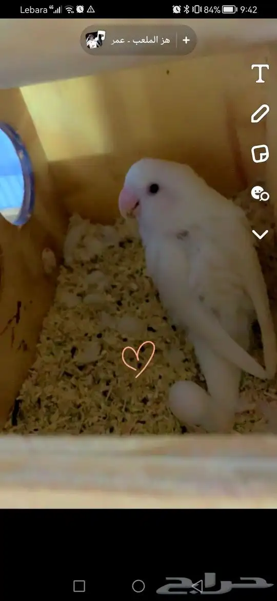 البينو زوج للبيع 1