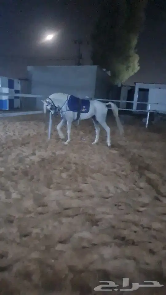 ايواء عسف علاج تدريب 0