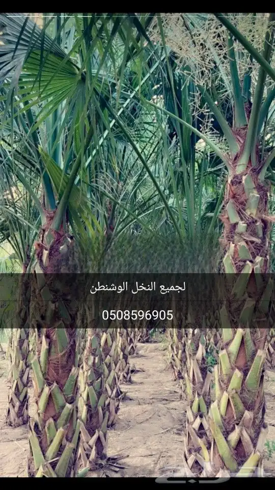 نخل واشنطن 2