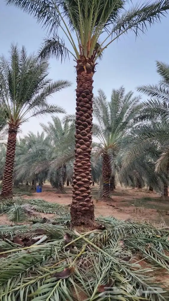 نخل للبيع مثمر جثايث نخل زينة الفلل والقصور 2