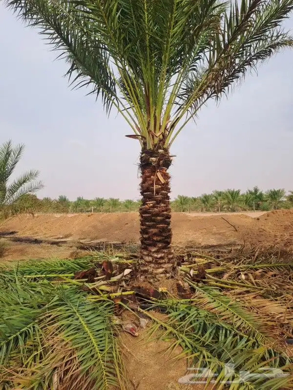 التوريد جميع انواع النخيل وجميع المقسات ونقوم بقلع وغرس وتكر 1