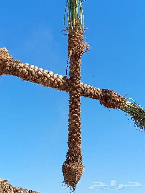نخل للبيع مثمر جثايث نخل زينة الفلل والقصور 3