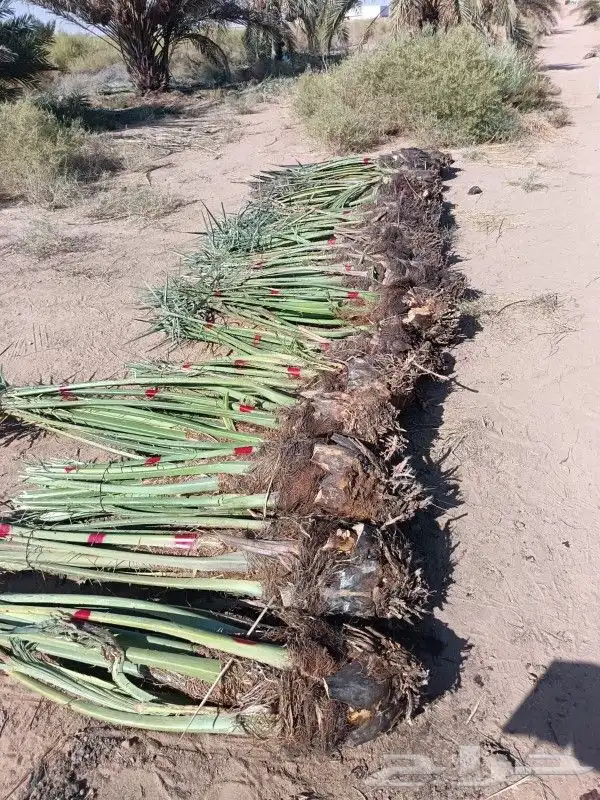 يوجد لدينا جميع انواع النخيل ونقوم تركيب جميع انواع الشبوك 2