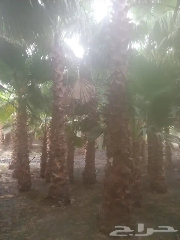 نخيل واشنطني جميع المقاسات ونوصل جميع مناطق المملكة بأسعار 0