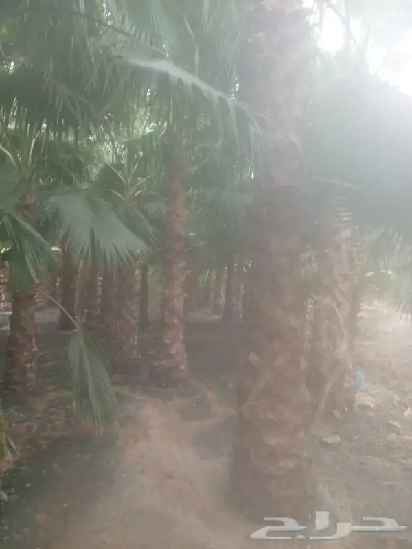 نخيل واشنطني جميع المقاسات ونوصل جميع مناطق المملكة بأسعار 1