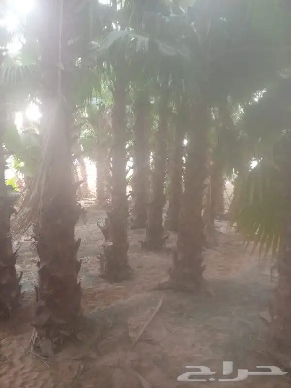 نخيل واشنطني جميع المقاسات ونوصل جميع مناطق المملكة بأسعار 2