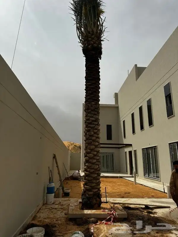 يوجد لدينا جميع انواع النخيل ونقوم تركيب جميع انواع الشبوك 1