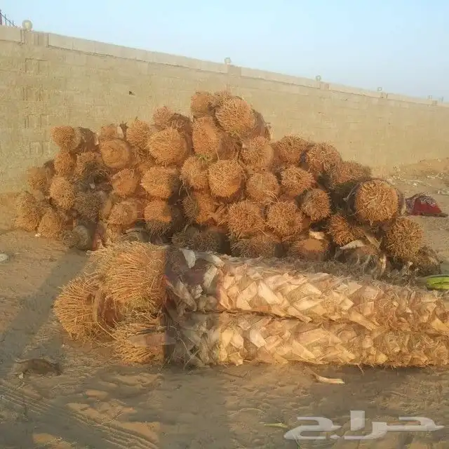 عروض لتوريد النخيل 1