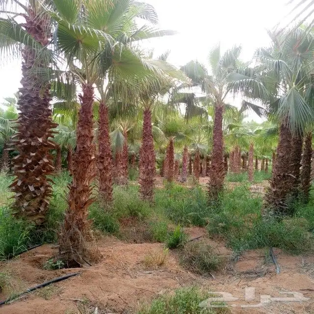 نخيل واشنطني جميع المقاسات ونوصل جميع مناطق المملكة بأسعار 4