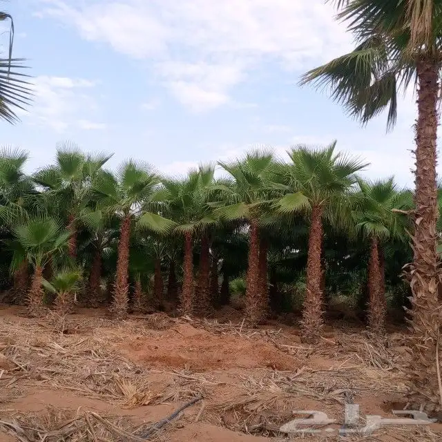 نخيل واشنطني جميع المقاسات ونوصل جميع مناطق المملكة بأسعار 3