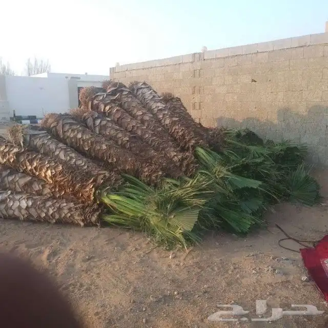 عروض لتوريد النخيل 0