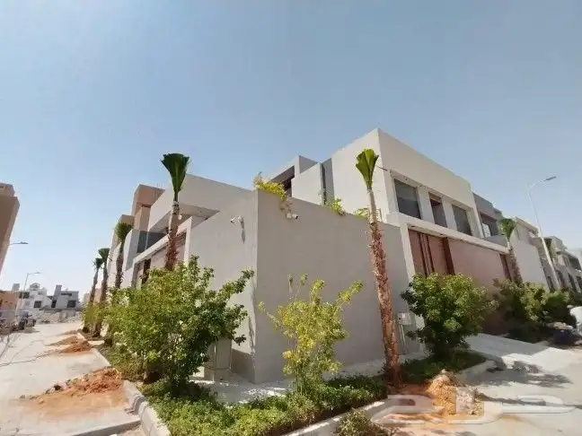 نخل واشنطن فاخر للبيع  على الشرط في الجوده 0