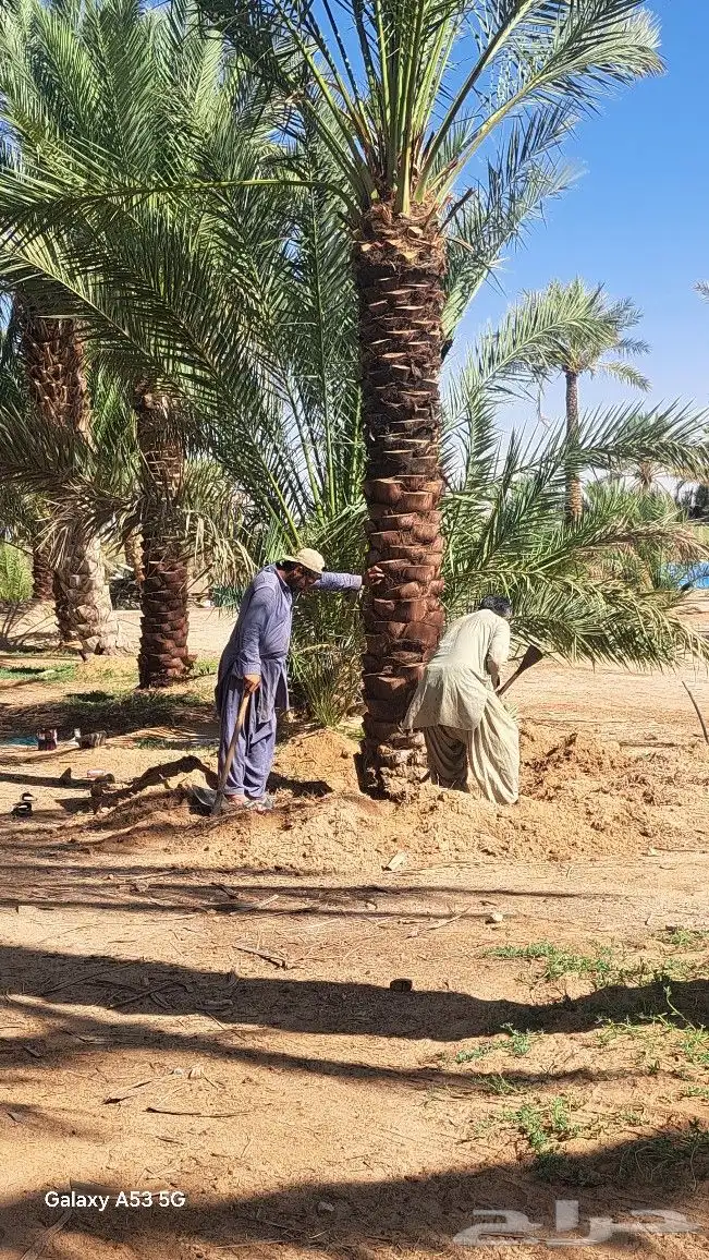 نخل للبيع جده مكه المكرمه الطايف 8