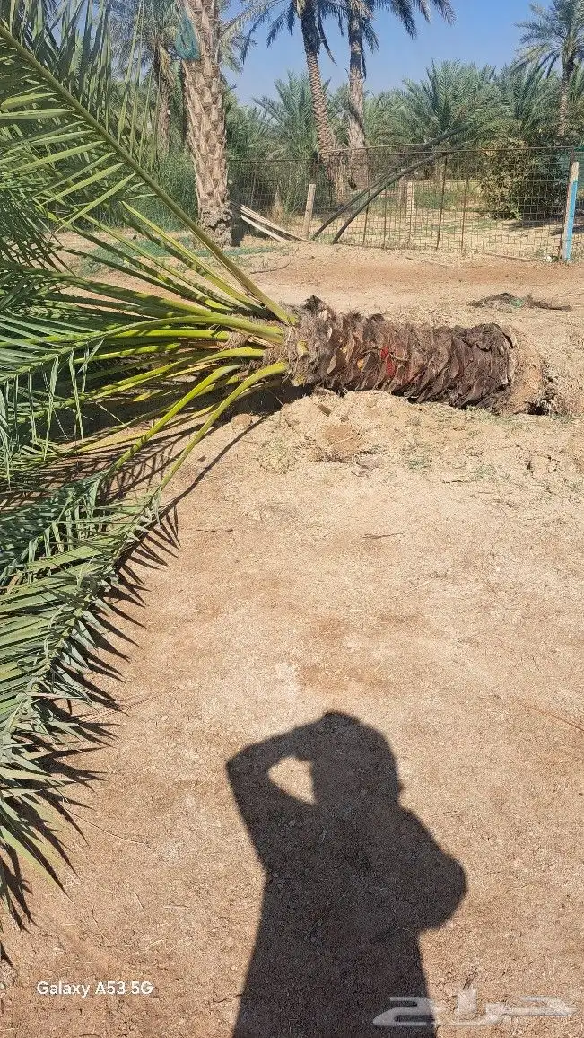 نخل للبيع جده مكه المكرمه الطايف 5