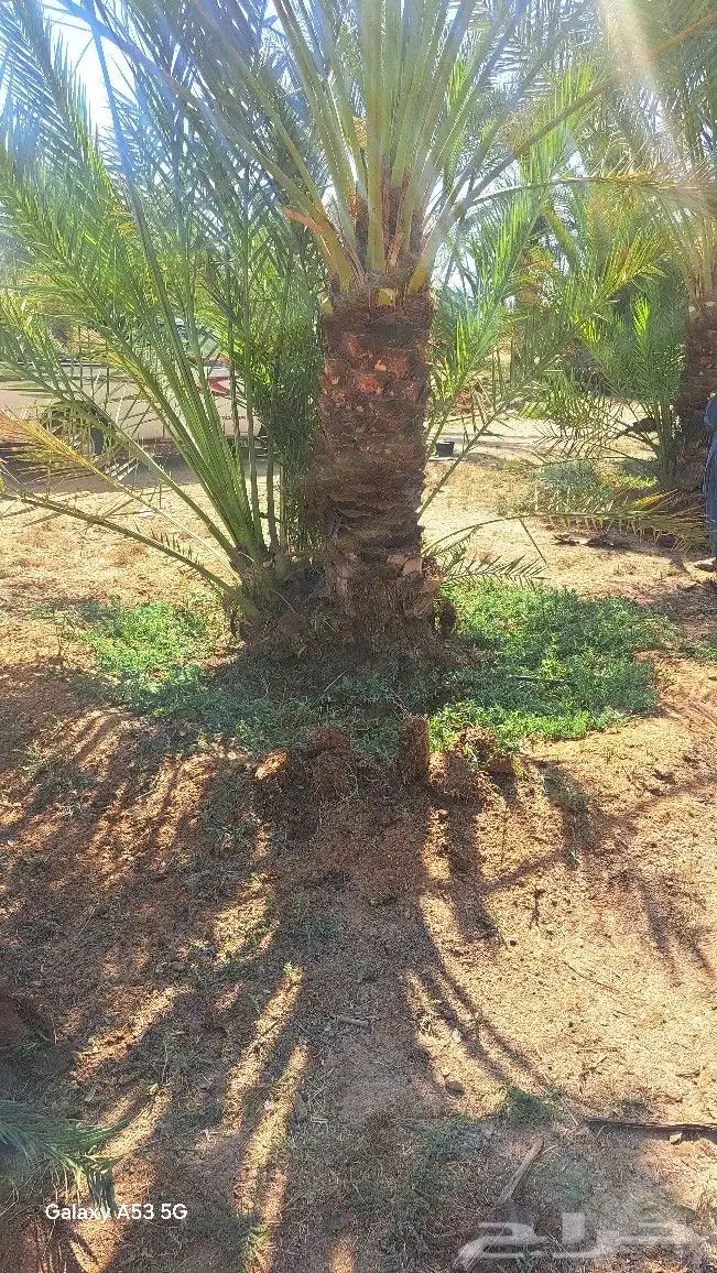 نخل للبيع جده مكه المكرمه الطايف 6