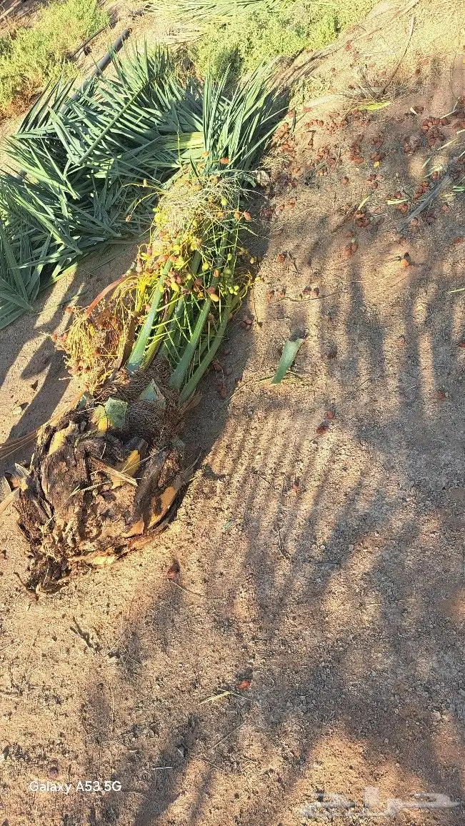 نخل للبيع جده مكه المكرمه الطايف 9