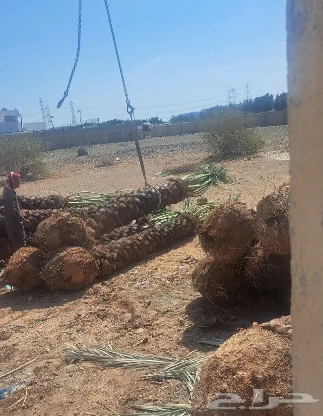 نخل للبيع جده مكه المكرمه الطايف 2