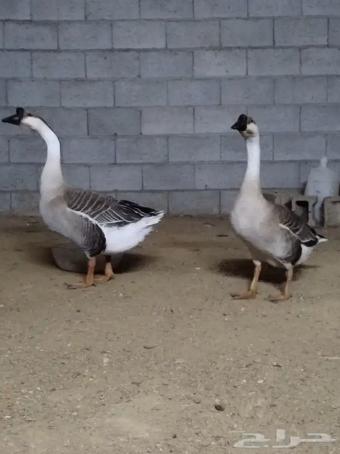 وز عراقي اصيل للبيع 2