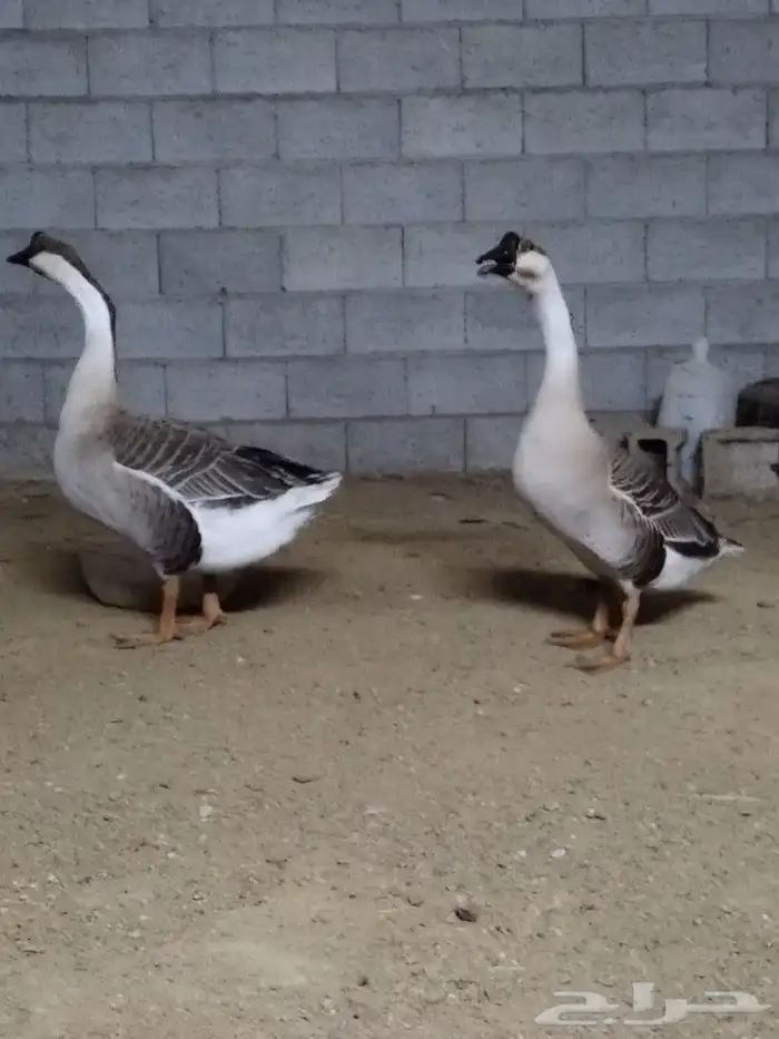 وز عراقي اصيل للبيع 1