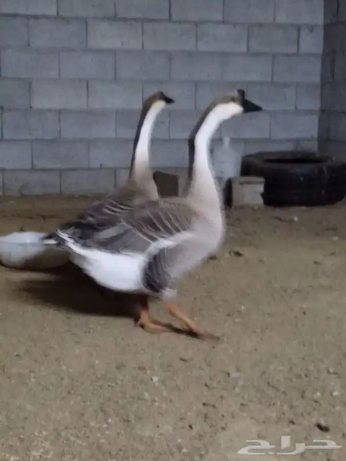 وز عراقي اصيل للبيع 0