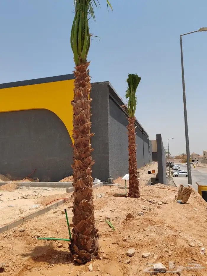 نخل واشنطن فاخر للبيع  على الشرط في الجوده 7