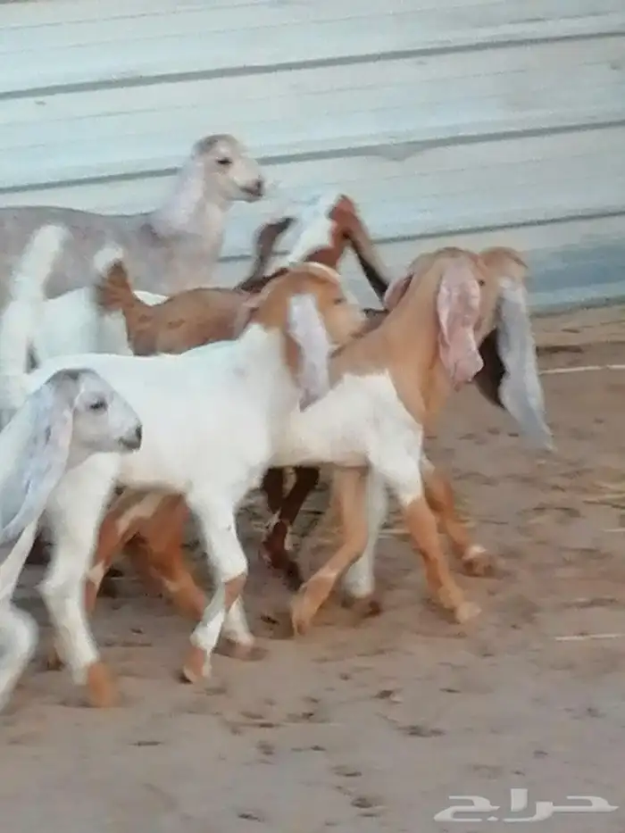 بهم تربية اللبيع 1