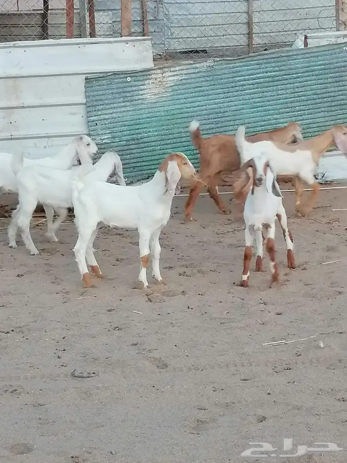 بهم تربية اللبيع 3