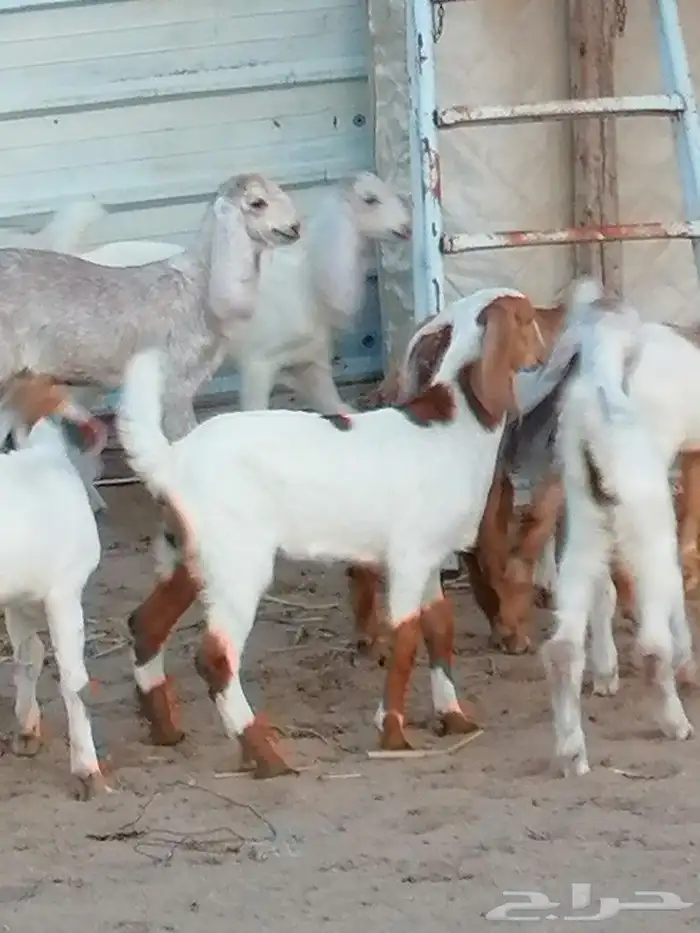 بهم تربية اللبيع 0