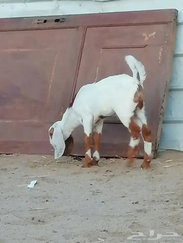 بهم تربية اللبيع 4