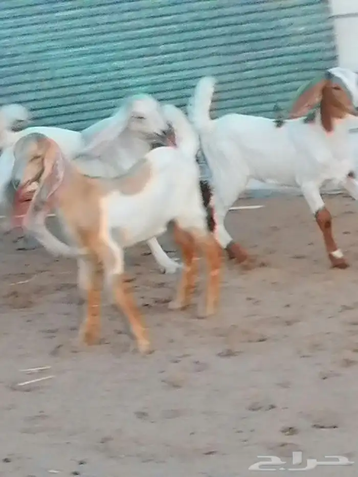 بهم تربية اللبيع 2