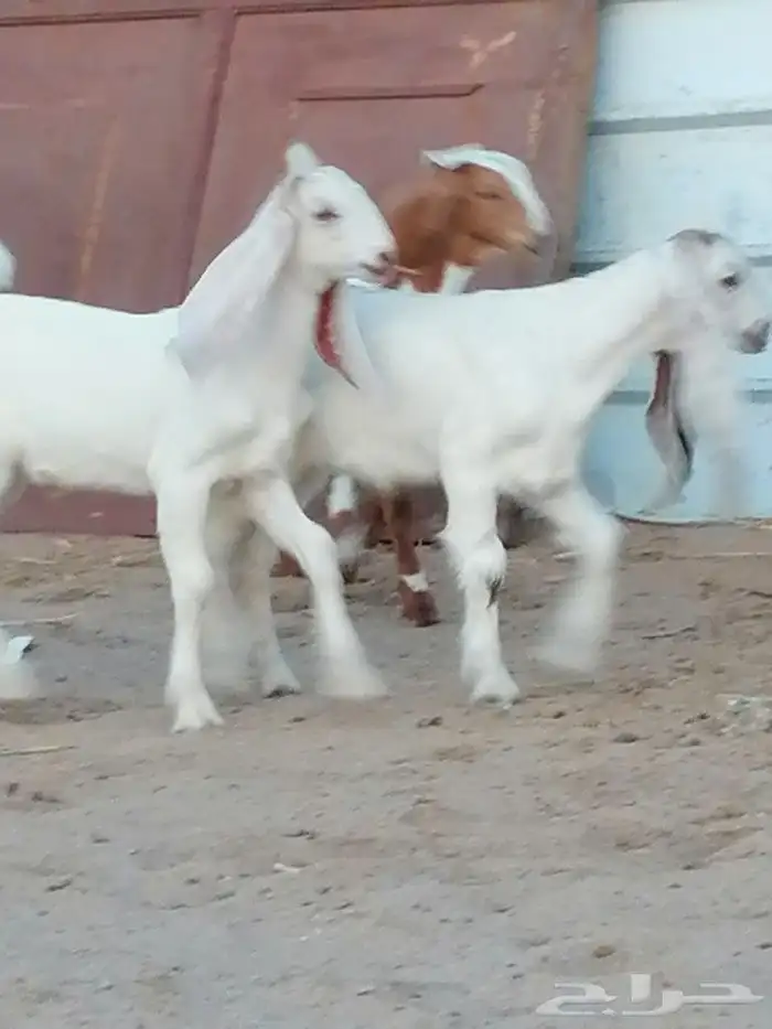 بهم تربية اللبيع 5