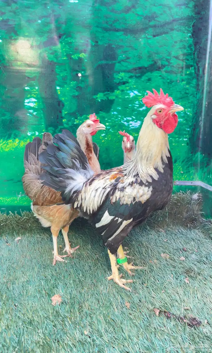 دجاج ( فيومي هرداوي   عربي شوكي) 16