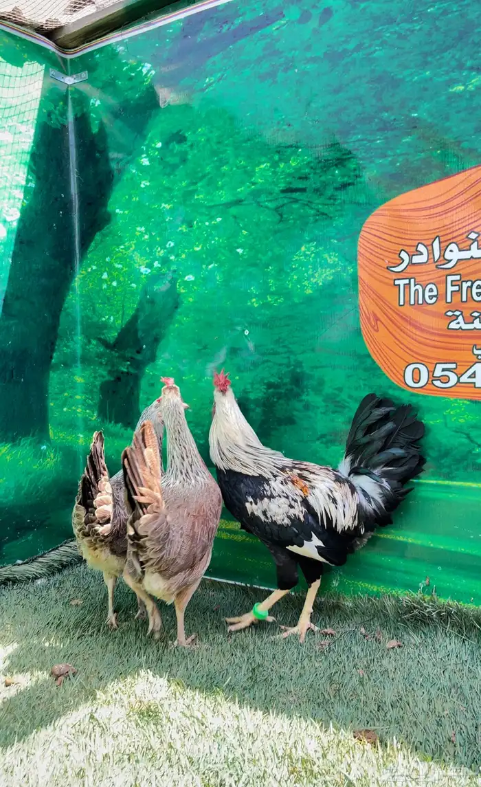 دجاج ( فيومي هرداوي   عربي شوكي) 19