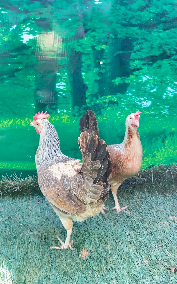 دجاج ( فيومي هرداوي   عربي شوكي) 12