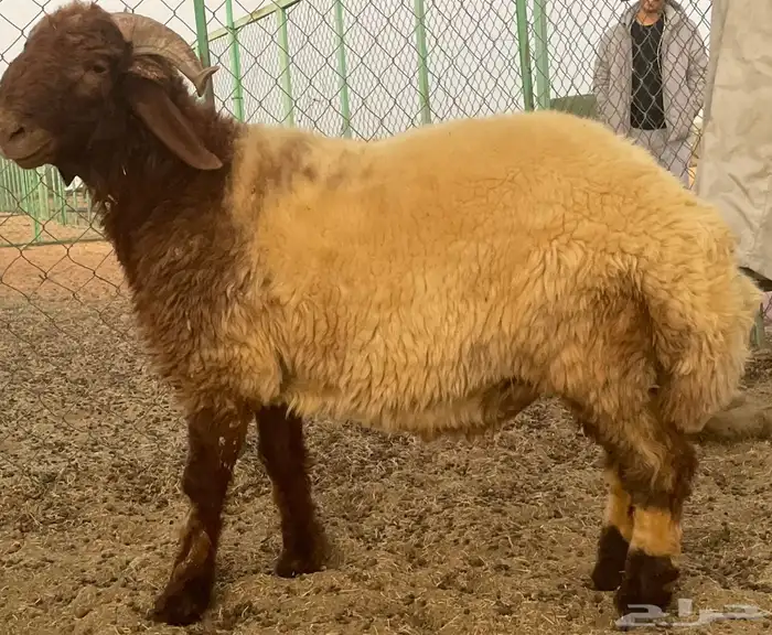 خروف جذع فاخر. مقفل 1