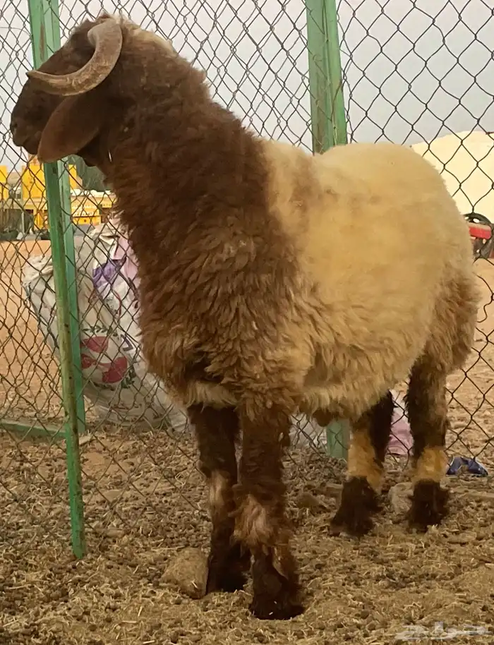 خروف جذع فاخر. مقفل 2