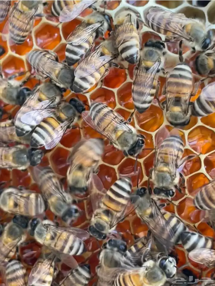 عسل طلح تبوك البري 3