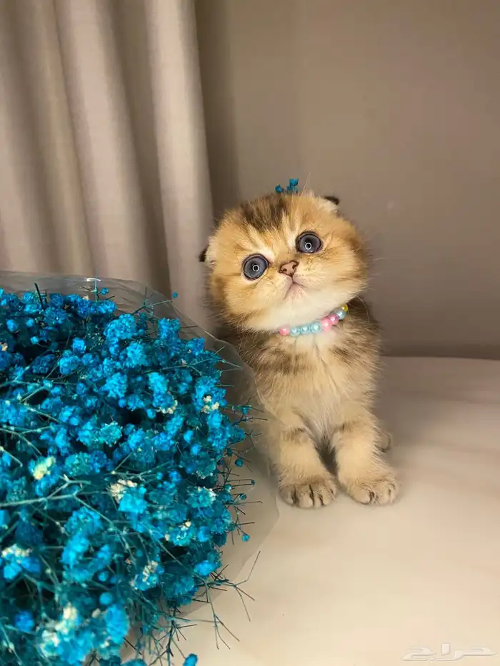 قطط سكوتش فولد صغيره للبيع 5