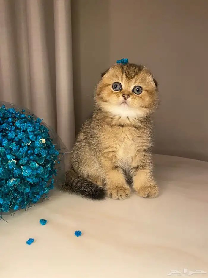 قطط سكوتش فولد صغيره للبيع 3