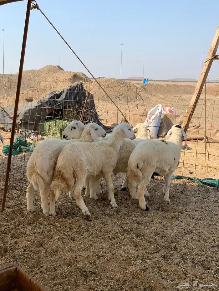 ذبايح حري فل شحم مع امكانيه الذبح والتوصيل 5
