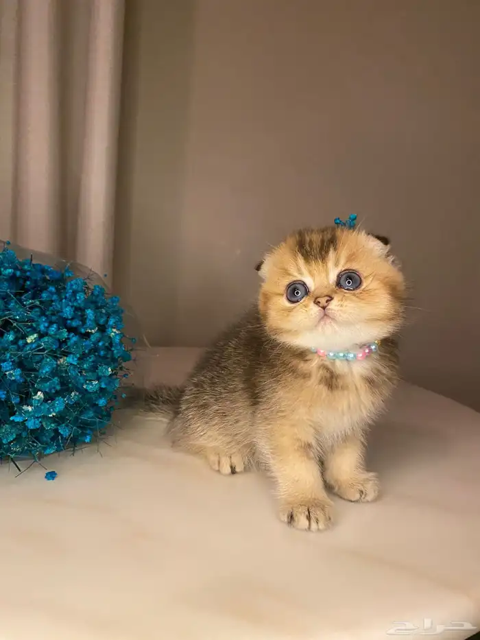 قطط سكوتش فولد صغيره للبيع 4